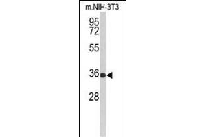 Western blot analysis of SLC25A17 Antibody (N-term) (ABIN653119 and ABIN2842701) in Mouse NIH-3T3 cell line lysates (35 μg/lane). (SLC25A17 Antikörper  (N-Term))