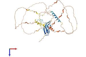 Zygote Arrest 1 Protein (ZAR1) (AA 1-424) (His tag)