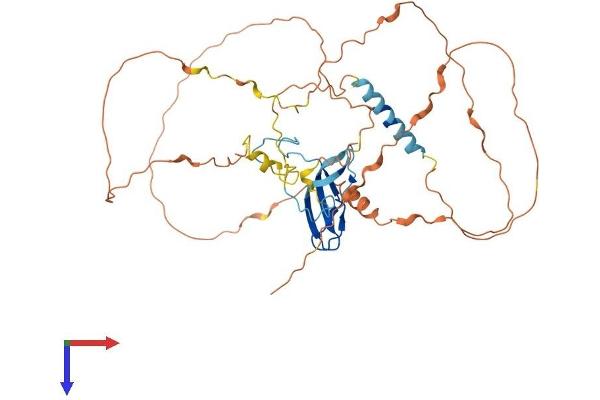 Zygote Arrest 1 Protein (ZAR1) (AA 1-424) (His tag)