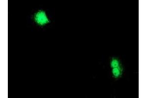 Anti-CXorf26 mouse monoclonal antibody (ABIN2454824) immunofluorescent staining of COS7 cells transiently transfected by pCMV6-ENTRY CXorf26 (RC200095). (CXorf26 Antikörper)