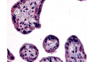 Anti-SLC7A5 antibody IHC of human placenta, terminal villi. (SLC7A5 Antikörper  (Internal Region))