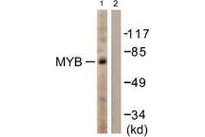 Western blot analysis of extracts from HuvEc cells, using MYB (Ab-12) Antibody.