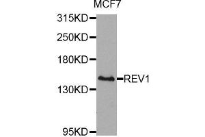 Western blot analysis of extracts of MCF-7 cells, using REV1 antibody (ABIN5974612) at 1/1000 dilution. (REV1 Antikörper)
