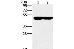 Western Blot analysis of K562 and 293T cell using PPOX Polyclonal Antibody at dilution of 1:200 (PPOX Antikörper)