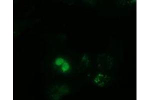 Anti-PPWD1 mouse monoclonal antibody (ABIN2453499) immunofluorescent staining of COS7 cells transiently transfected by pCMV6-ENTRY PPWD1 (RC204570). (PPWD1 Antikörper)