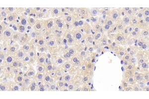 Detection of F5 in Mouse Liver Tissue using Polyclonal Antibody to Coagulation Factor V (F5) (Coagulation Factor V Antikörper  (AA 1863-2161))