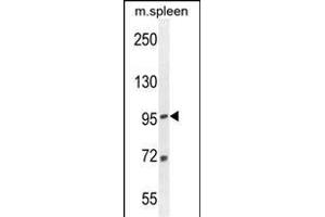EFTUD1 Antibody (C-term) (ABIN654331 and ABIN2844107) western blot analysis in mouse spleen tissue lysates (35 μg/lane). (EFTUD1 Antikörper  (C-Term))