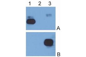 Western Blotting (WB) image for Mouse anti-Human IgG (Fc Region) antibody (HRP) (ABIN614785) (Maus anti-Human IgG (Fc Region) Antikörper (HRP))