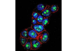 Immunofluorescence (IF) image for anti-Pygopus Homolog 1 (Drosophila) (PYGO1) antibody (ABIN2996576)