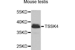 Western blot analysis of extracts of mouse testis, using TSSK4 antibody. (TSSK4 Antikörper)