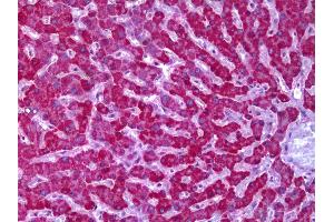 Anti-PPP2R1A antibody IHC of human liver. (PPP2R1A Antikörper)