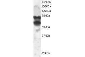 ABIN2564671 staining (2µg/ml) of 293 lysate (RIPA buffer, 30µg total protein per lane). (PPP2R5D Antikörper  (C-Term))