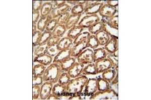 DEGS2 antibody (C-term) (ABIN654539 and ABIN2844256) immunohistochemistry analysis in formalin fixed and paraffin embedded human kidney tissue followed by peroxidase conjugation of the secondary antibody and DAB staining. (DEGS2 Antikörper  (C-Term))