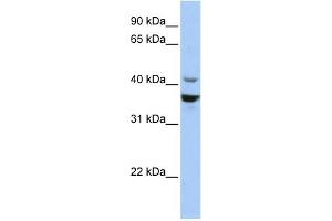 WB Suggested Anti-NEUROD1 Antibody Titration:  0. (NEUROD1 Antikörper  (Middle Region))