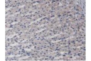 Immunohistochemistry (IHC) image for anti-Alanine Glyoxylate Aminotransferase 2 (AGXT2) (AA 225-512) antibody (ABIN7445054)