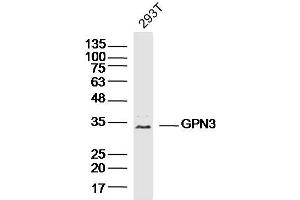 293T lysates probed with GPN3 Polyclonal Antibody, Unconjugated  at 1:300 dilution and 4˚C overnight incubation.