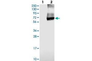 Western blot analysis of Lane 1: Negative control (vector only transfected HEK293T lysate), Lane 2: Over-expression Lysate (Co-expressed with a C-terminal myc-DDK tag (~3. (SLC26A11 Antikörper)