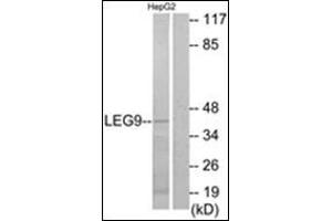 Western blot analysis of extracts from HepG2 cells, using LEG9 Antibody.