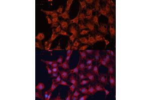Immunofluorescence (IF) image for anti-DnaJ (Hsp40) Homolog, Subfamily A, Member 2 (DNAJA2) (AA 233-412) antibody (ABIN6139695)