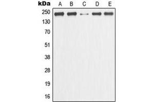 Western blot analysis of GANP expression in HeLa (A), MCF7 (B), Raw264. (GANP Antikörper  (C-Term))