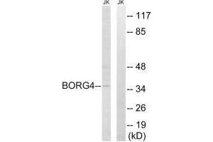 Western blot analysis of extracts from Jurkat cells, using BORG4 antibody. (CDC42EP4 Antikörper)