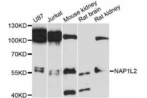 Western blot analysis of extracts of various cell lines, using NAP1L2 antibody (ABIN5998302) at 1:3000 dilution. (NAP1L2 Antikörper)