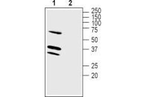Western blot analysis of mouse brain membranes: - 1. (LRRC26 Antikörper  (Intracellular))