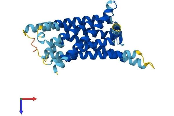 TAS2R10 Protein (AA 1-307) (His tag)