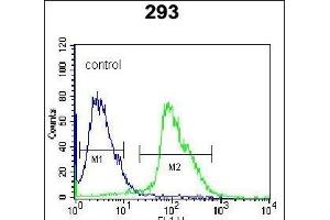 Kallikrein 7 (KLK7) Antibody (C-term) (ABIN652198 and ABIN2840744) flow cytometric analysis of 293 cells (right histogram) compared to a negative control cell (left histogram).