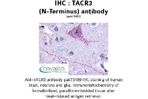Image no. 1 for anti-Tachykinin Receptor 3 (TACR3) (Extracellular Domain), (N-Term) antibody (ABIN1739882) (TACR3 Antikörper  (Extracellular Domain, N-Term))