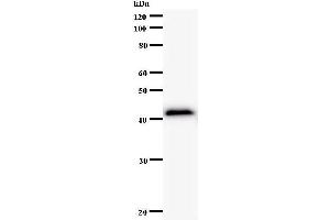Western Blotting (WB) image for anti-Regulatory Factor X-Associated Protein (RFXAP) antibody (ABIN932997) (RFXAP Antikörper)