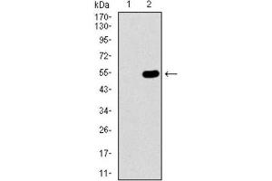 Western Blotting (WB) image for anti-Wolf-Hirschhorn Syndrome Candidate 2 (WHSC2) (AA 280-511) antibody (ABIN1846367) (WHSC2 Antikörper  (AA 280-511))