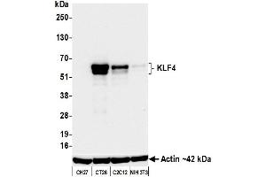 Western Blotting (WB) image for anti-Kruppel-Like Factor 4 (Gut) (KLF4) (AA 75-125) antibody (ABIN7795639)