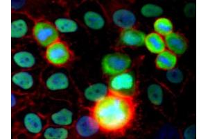 Immunocytochemistry staining of HeLa human cervix carcinoma cell line using purified anti-Ku Antigen (MEM-54) (detection by Goat anti-mouse IgG2a Alexa Fluor 488, green). (X-Ray Repair Cross Complementing 5 Antikörper)