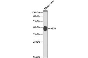 Western blot analysis of extracts of mouse liver, using MOK antibody (ABIN3022550, ABIN3022551, ABIN3022552 and ABIN6218895) at 1:1000 dilution. (MOK Antikörper  (AA 1-230))
