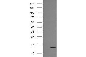 Image no. 1 for anti-Melan A (MLANA) antibody (ABIN1499427) (MLANA Antikörper)