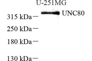 Western blot analysis of UNC80 (ABIN7076151),at dilution of 1: 2000 (UNC80 Antikörper)