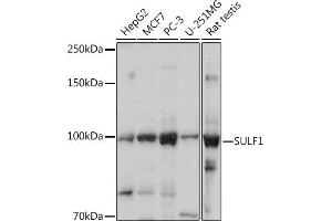Western blot analysis of extracts of various cell lines, using SULF1 Rabbit pAb (ABIN6128783, ABIN6148697, ABIN6148698 and ABIN6217919) at 1:1000 dilution. (SULF1 Antikörper  (AA 400-700))
