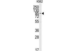 Western Blotting (WB) image for anti-Mitogen-Activated Protein Kinase 7 (MAPK7) antibody (ABIN3003254)