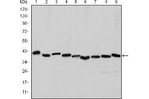 Western blot analysis using ACTA2 mouse mAb against Hela (1), A431 (2), Jurkat (3), K562 (4), HEK293 (5), HepG2 (6), NIH/3T3 (7), PC-12 (8) and Cos7 (9) cell lysate. (Smooth Muscle Actin Antikörper)