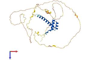 HOXC10 Protein (AA 1-342) (His tag)