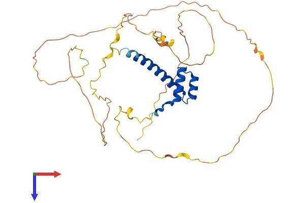 HOXC10 Protein (AA 1-342) (His tag)