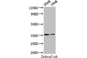 Western Blot Positive WB detected in: Zebrafish tissue 20 μg, 10 μg All lanes: tal1 antibody at 3 μg/mL Secondary Goat polyclonal to rabbit IgG at 1/50000 dilution Predicted band size: 36, 23 kDa Observed band size: 36 kDa (TAL1 Antikörper  (AA 1-324))