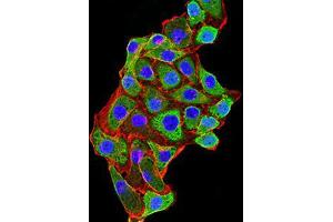 Immunocytochemistry (ICC) image for anti-Lysine (K)-Specific Demethylase 1A (KDM1A) (AA 55-263) antibody (ABIN5542574)