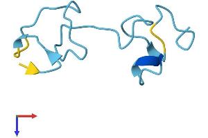 MT1E Protein (AA 1-61) (Fc Tag)