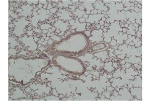 Immunohistochemical analysis of paraffin-embedded Mouse Lung Tissue using GSK3β Polyclonal Antibody.