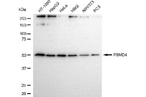 Western blotting analysis using PSMD4 antibody (ABIN7799950).