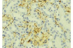 ABIN6276917 at 1/100 staining Mouse liver tissue by IHC-P. (RPGR Antikörper  (C-Term))