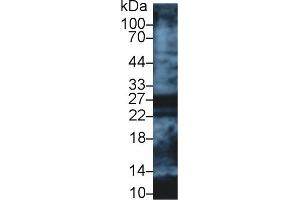 Detection of APOA1 in Human Lung lysate using Polyclonal Antibody to Apolipoprotein A1 (APOA1) (APOA1 Antikörper  (AA 122-267))