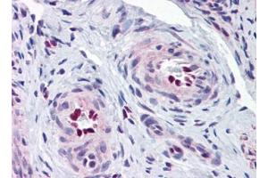 Image no. 1 for anti-Interleukin 33 (IL33) (Center) antibody (ABIN372914)